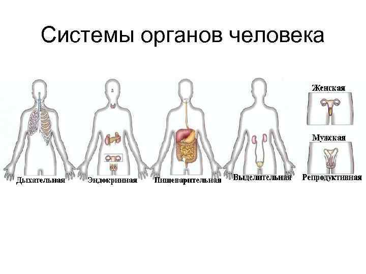 Системы органов человека 