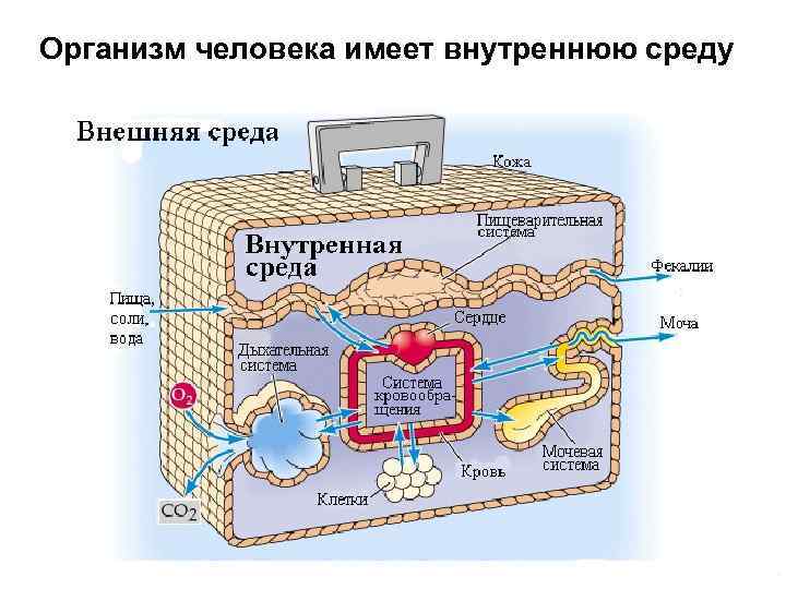 Организм человека имеет внутреннюю среду 