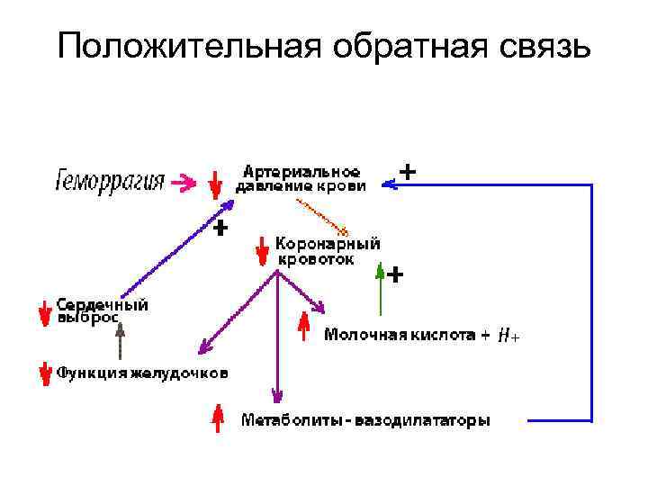 Положительная обратная связь 