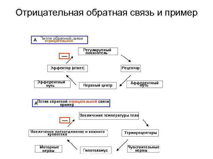 Положительная связь. Отрицательная Обратная связь физиология. Виды обратной связи физиология. Отрицательная Обратная связь примеры.