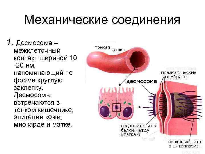 Механические соединения 1. Десмосома – межклеточный контакт шириной 10 -20 нм, напоминающий по форме