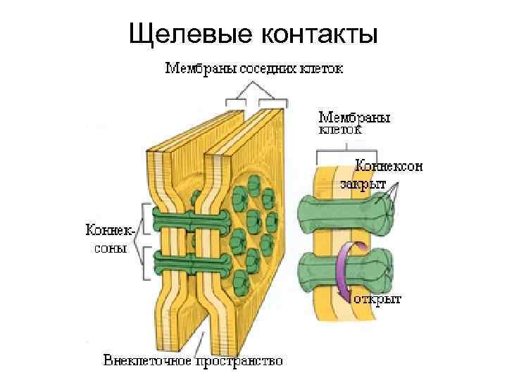 Соединение клеток. Щелевое соединение гистология. Щелевые межклеточные соединения. Щелевые соединения нексусы. Щелевые контакты клеток.