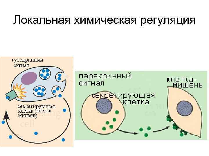 Локальная химическая регуляция 