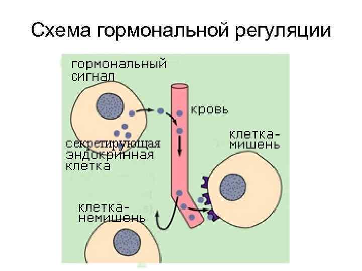 Схема гормональной регуляции 