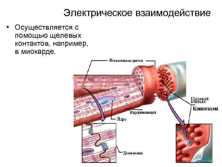 Электрическое взаимодействие • Осуществляется с помощью щелевых контактов, например, в миокарде. 