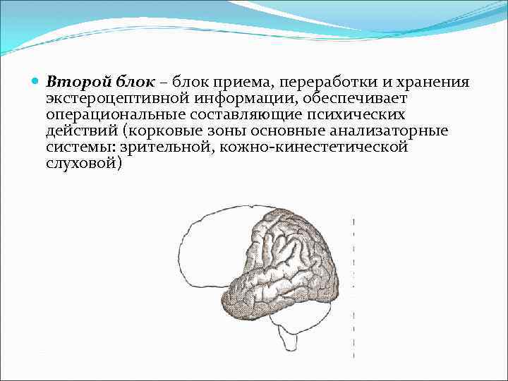  Второй блок – блок приема, переработки и хранения экстероцептивной информации, обеспечивает операциональные составляющие