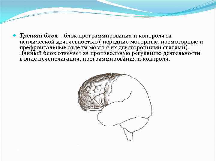  Третий блок – блок программирования и контроля за психической деятлеьностью ( передние моторные,