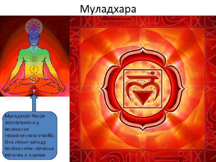 Муладхара Чакра расположена у основания позвоночного столба. Она лежит между основанием половых органов и