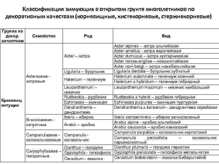 Классификация зимующих в открытом грунте многолетников по декоративным качествам (корневищные, кистекорневые, стержнекорневые) Группа по