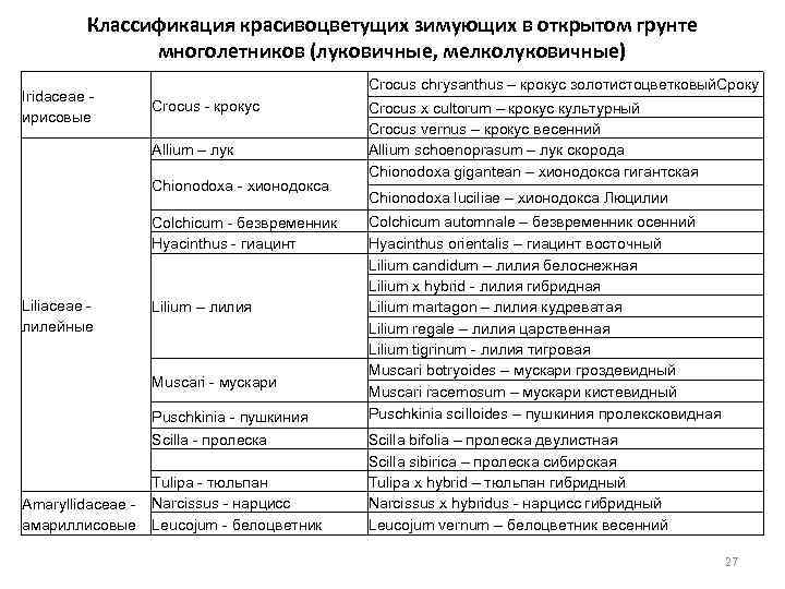 Классификация красивоцветущих зимующих в открытом грунте многолетников (луковичные, мелколуковичные) Iridaceae ирисовые Crocus chrysanthus –