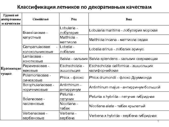 Классификация летников по декоративным качествам Группа по декоративны м качествам Семейство Род Lobularia Brassicaceae
