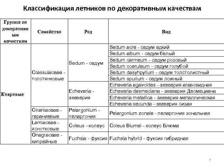 Классификация летников по декоративным качествам Группа по декоративн ым качествам Семейство Род Sedum -