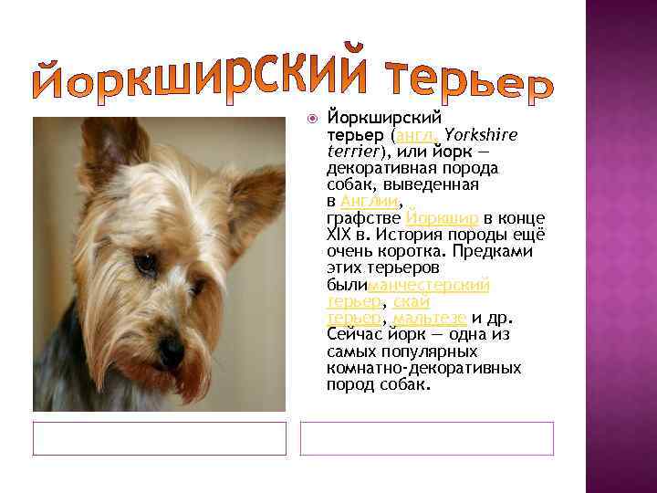  Йоркширский терьер (англ. Yorkshire terrier), или йорк — декоративная порода собак, выведенная в