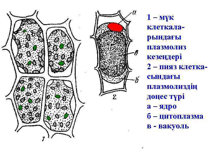 1 – мүк клеткаларындағы плазмолиз кезеңдері 2 – пияз клеткасындағы плазмолиздің дөңес түрі а