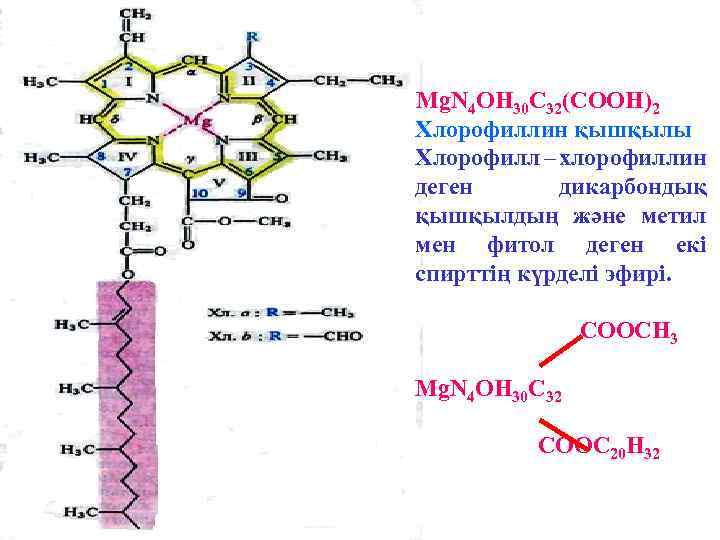 Mg. N 4 OH 30 C 32(COOH)2 Хлорофиллин қышқылы Хлорофилл – хлорофиллин деген дикарбондық