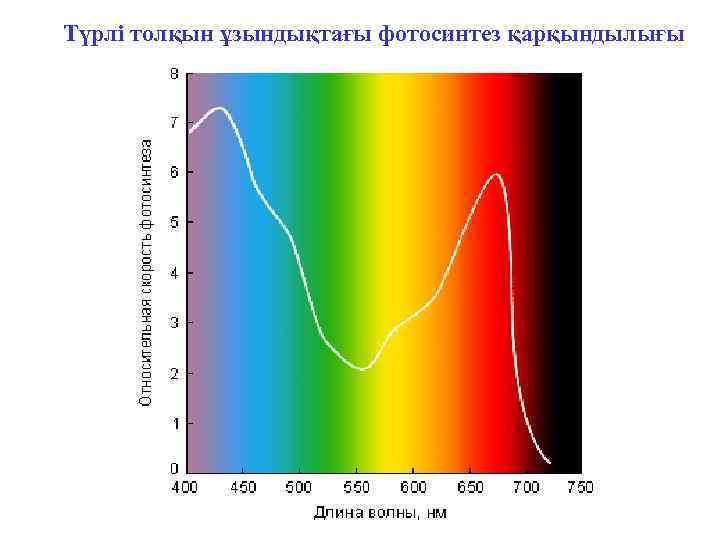 Түрлі толқын ұзындықтағы фотосинтез қарқындылығы 