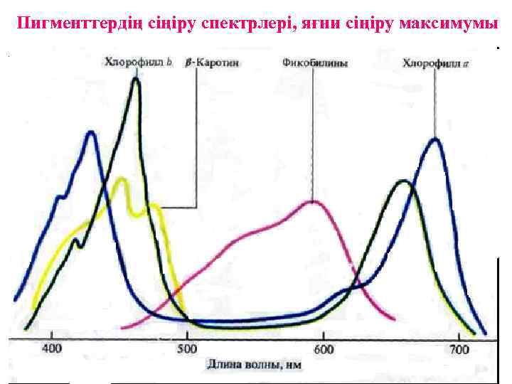 Пигменттердің сіңіру спектрлері, яғни сіңіру максимумы 