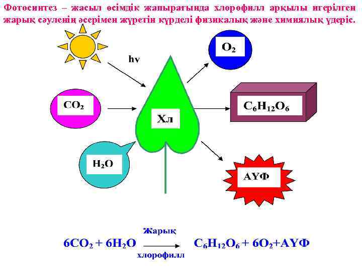 Фотосинтез – жасыл өсімдік жапырағында хлорофилл арқылы игерілген жарық сәуленің әсерімен жүретін күрделі физикалық