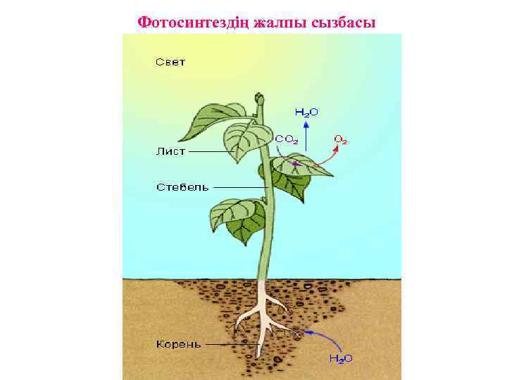 Фотосинтездің жалпы сызбасы 