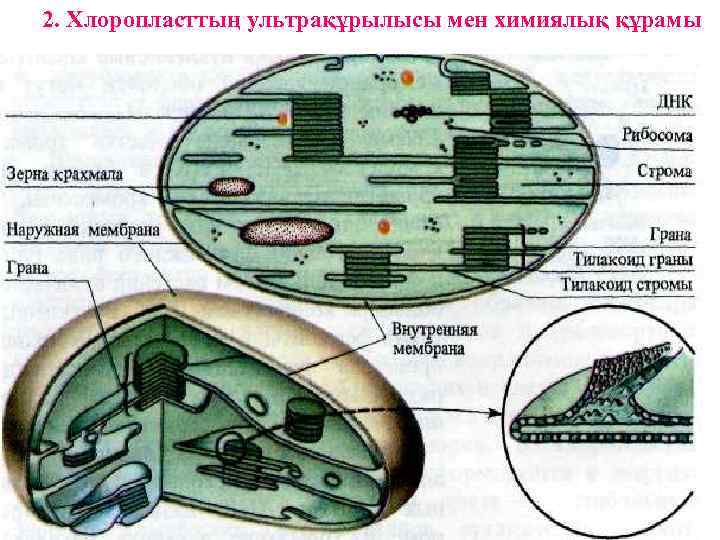 2. Хлоропласттың ультрақұрылысы мен химиялық құрамы 