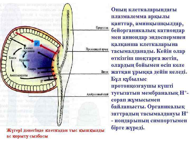 Жүгері дәнегінде клеткадан тыс қышқылды ас қорыту сызбасы Оның клеткаларындағы плазмалемма арқылы қанттар, аминқышқылдар,