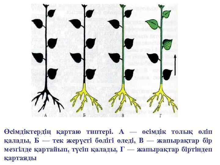 Өсімдіктердің қартаю типтері. А — өсімдік толық өліп қалады, Б — тек жерүсті бөлігі
