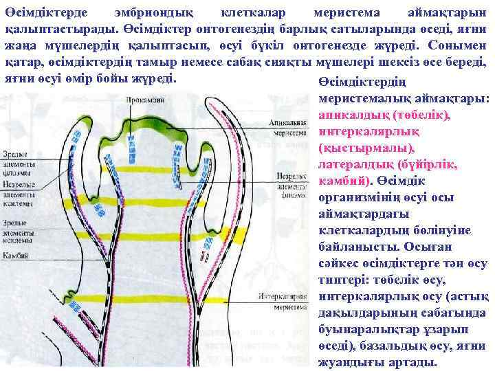Өсімдіктерде эмбриондық клеткалар меристема аймақтарын қалыптастырады. Өсімдіктер онтогенездің барлық сатыларында өседі, яғни жаңа мүшелердің
