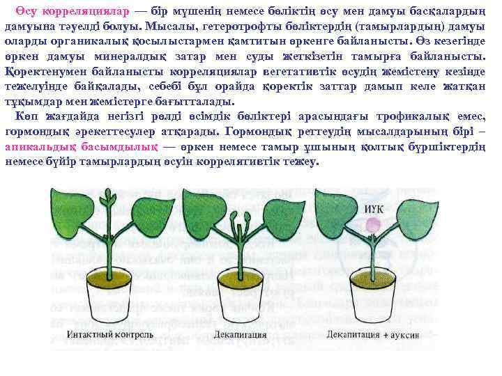 Өсу корреляциялар — бір мүшенің немесе бөліктің өсу мен дамуы басқалардың дамуына тәуелді болуы.