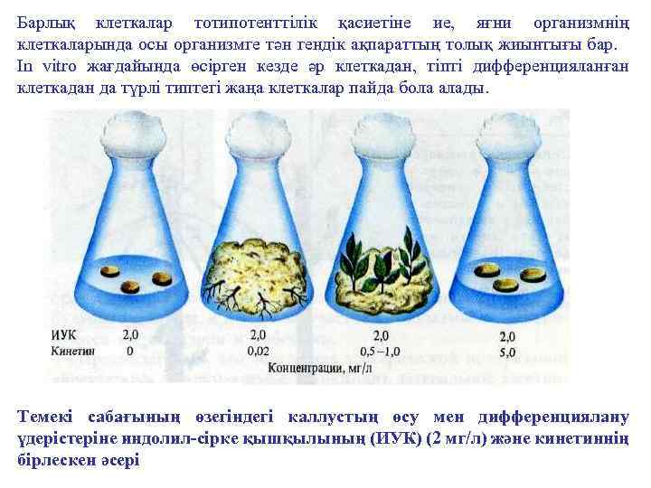 Барлық клеткалар тотипотенттілік қасиетіне ие, яғни организмнің клеткаларында осы организмге тән гендік ақпараттың толық