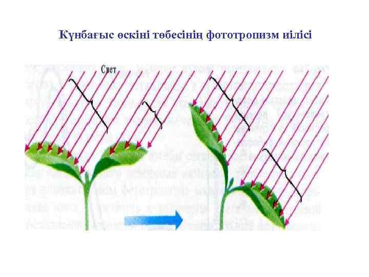 Күнбағыс өскіні төбесінің фототропизм иілісі 