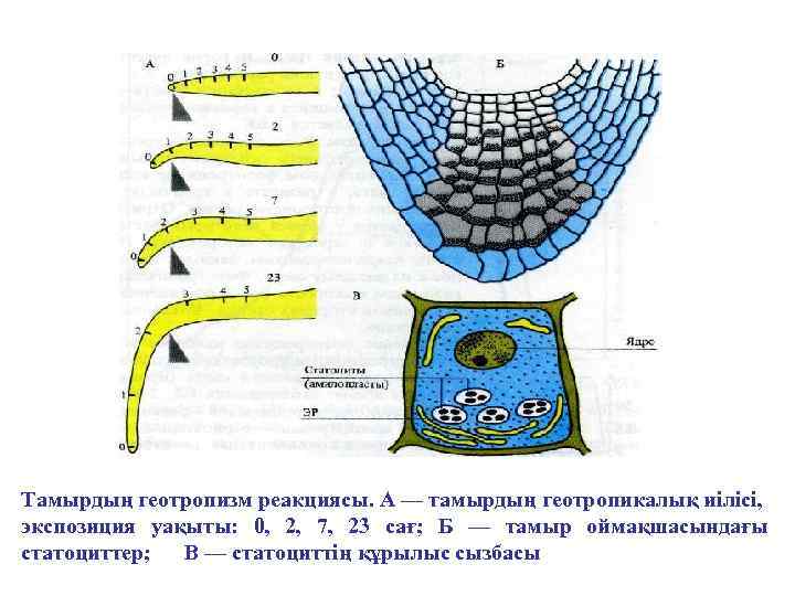 Тамырдың геотропизм реакциясы. А — тамырдың геотропикалық иілісі, экспозиция уақыты: 0, 2, 7, 23