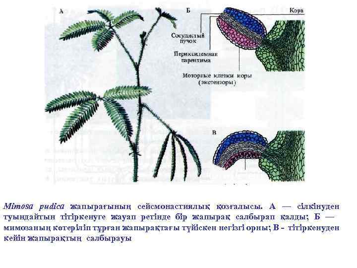 Mimosa pudica жапырағының сейсмонастиялық қозғалысы. A — сілкінуден туындайтын тітіркенуге жауап ретінде бір жапырақ