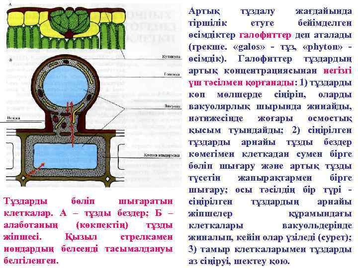 Тұздарды бөліп шығаратын клеткалар. А – тұзды бездер; Б – алаботаның (көкпектің) тұзды жіпшесі.