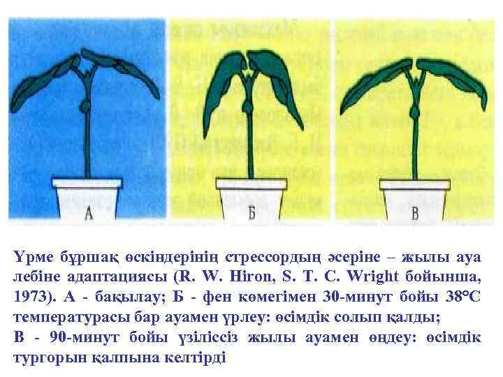 Үрме бұршақ өскіндерінің стрессордың әсеріне – жылы ауа лебіне адаптациясы (R. W. Hiron, S.