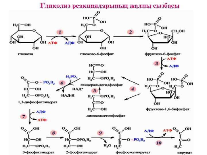 Гликолиз реакцияларының жалпы сызбасы 