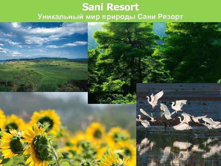 Sani Resort Уникальный мир природы Сани Резорт 