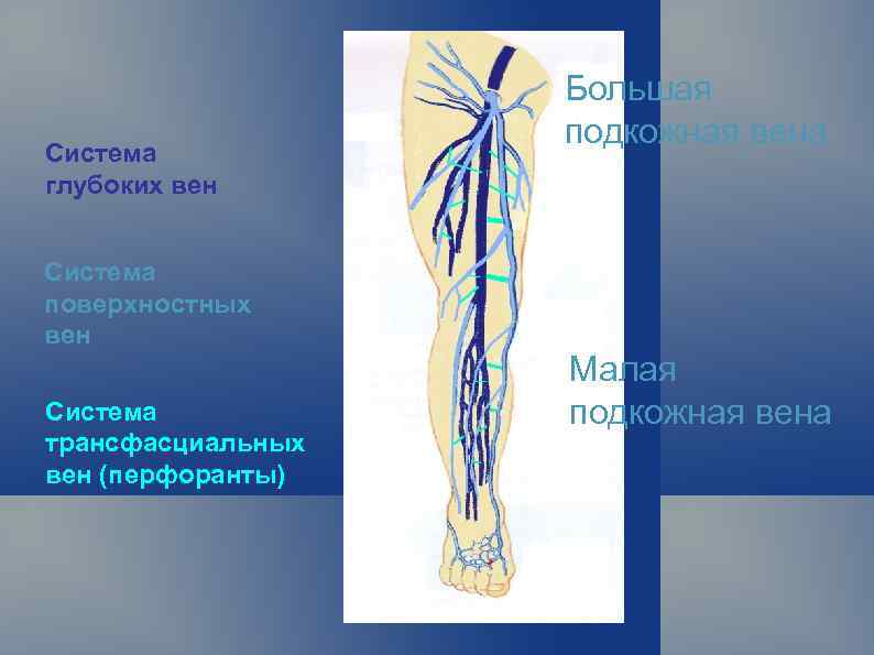 Перфорантные вены нижних конечностей