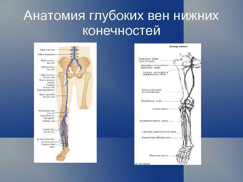 Анатомия вен ноги. Анатомия вен нижних конечностей. Схема вен нижних конечностей. Глубокие вены нижних конечностей анатомия. Анатомия вен нижних конечностей схема.