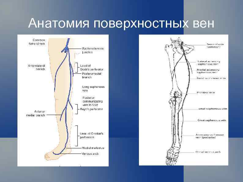 Схема узи вен нижних конечностей