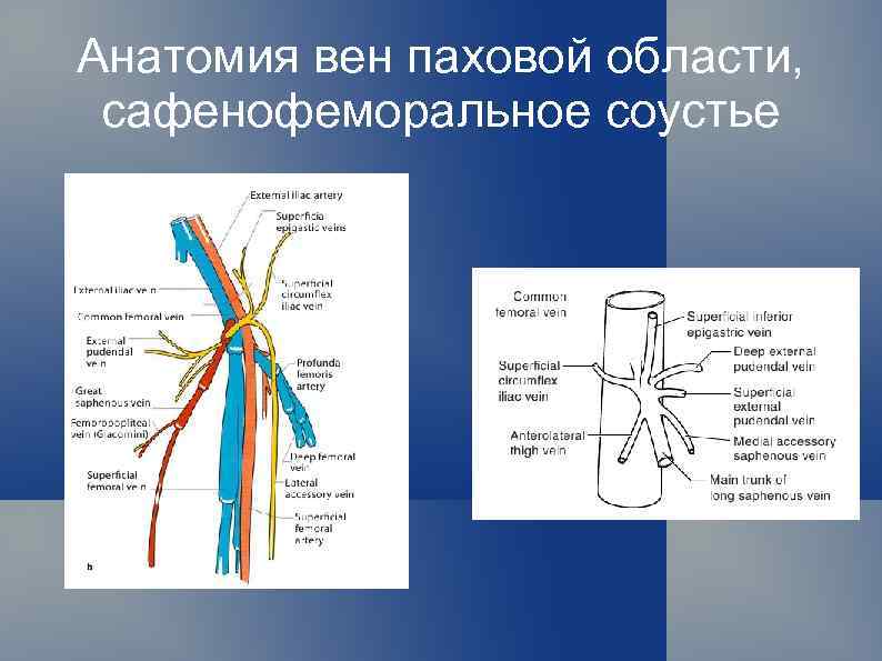 Анатомия вен