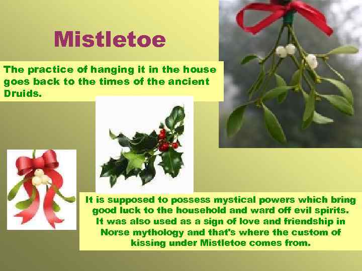 Mistletoe The practice of hanging it in the house goes back to the times