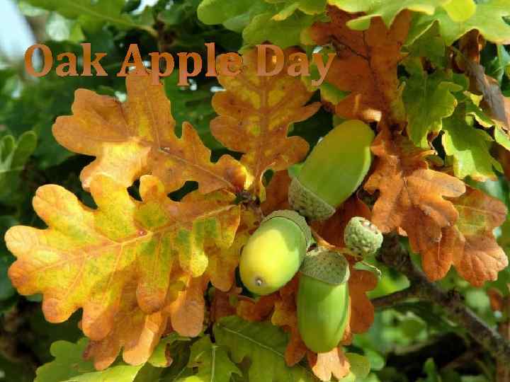 Oak Apple Day 
