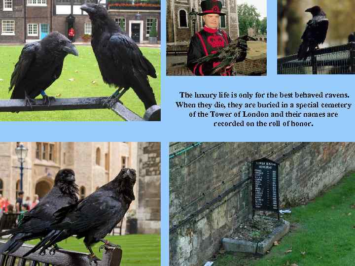  The luxury life is only for the best behaved ravens. When they die,