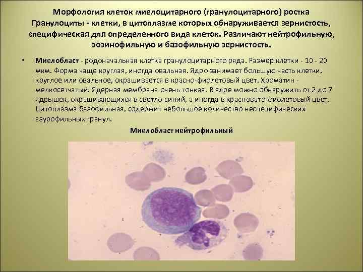 План по теме морфология