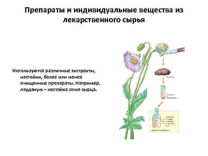 Препараты и индивидуальные вещества из лекарственного сырья Используются различные экстракты, настойки, более или менее