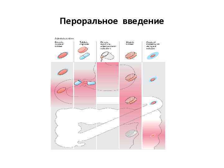 Пероральное введение 