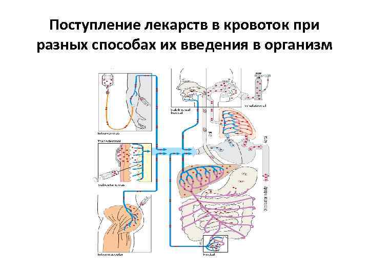 Пути введения лекарственных. Пути введения лекарственных средств в организм схема. Всасывание лекарственных средств при различных путях введения.