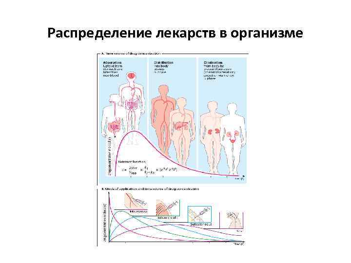 В организм человека препарата