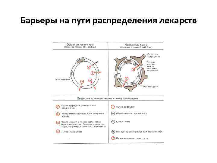 Барьеры на пути распределения лекарств 