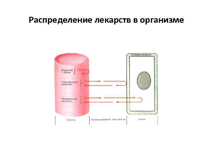 Распределение лекарств в организме 